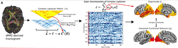 Overview of an emerging approach to map structural to functional connectivity in the brain. This technique, pioneered by the authors, uses a so-called "complex Laplacian eigenmode decomposition". 